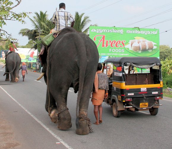 Eléphants sur la route au sud de Kochi