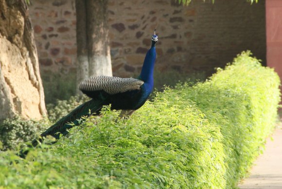 Tombe de Akbar - Paon dans le parc