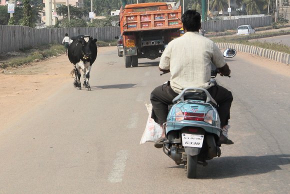Bangalore - vache sur la route