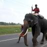 Eléphant sur la route au sud de Kochi