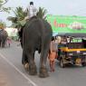 Eléphants sur la route au sud de Kochi